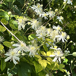 kinesiska hallon